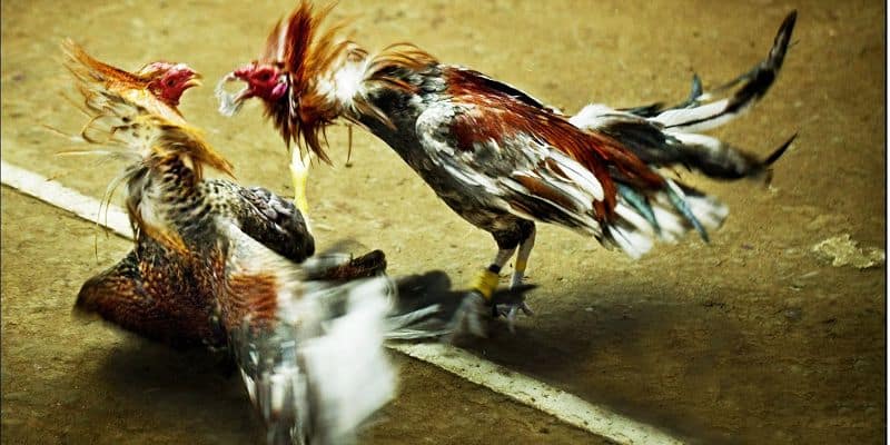 Thuật ngữ đá gà cơ bản – bảng giải nghĩa dành cho người mới tại Jun88